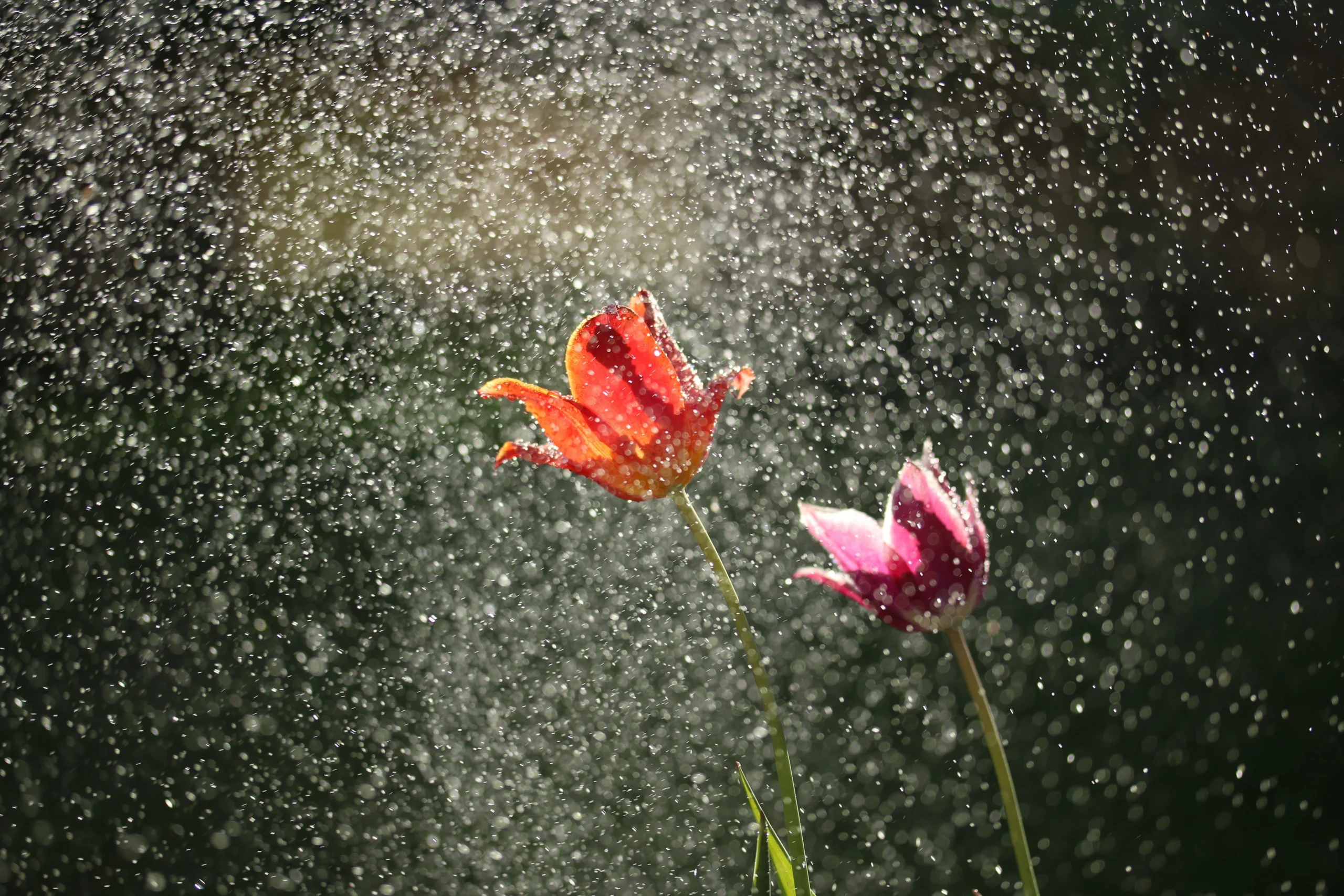 How Spring Rains Affect Your Deck & Exterior And What to Watch For